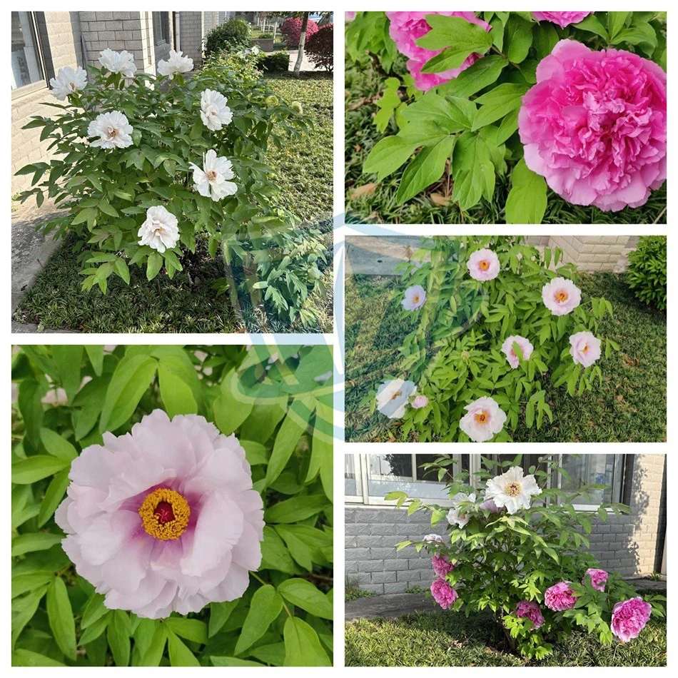 Flower company Flower company